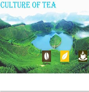 403 CULTURE OF TEA 10页 表格 div css